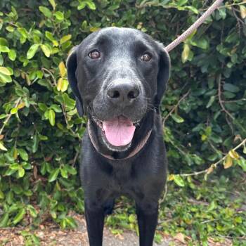 Missy -  Black Labrador Retriever Dog for Adoption in Goleta, California - Missy | PetCurious