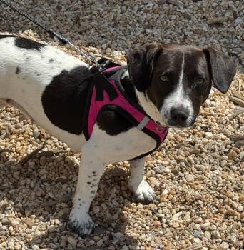 Hound Dogs Available for Adoption in Ellicott City, Maryland - Annie | PetCurious
