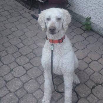 Dilbur -  Standard Poodle Dog for Adoption in Courtice, Ontario - Dilbur | PetCurious