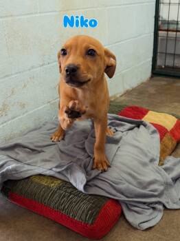 Niko -  Mixed Breed Dog for Adoption in Rock Hill, New York - Niko | PetCurious