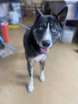 Rescue Siberian Husky and Mixed Breed Dogs for Adoption in Chula Vista, California - KIWI | PetCurious
