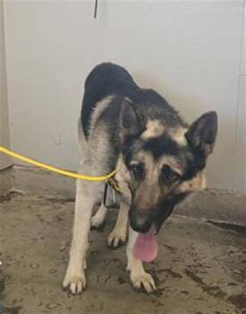 A885726 -  German Shepherd Dog Dog for Adoption in Camarillo, California - A885726 | PetCurious