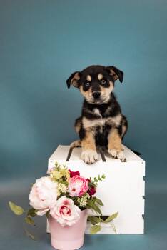 Rottweiler Dogs Available for Adoption in Brighton, Colorado - 445-26 | PetCurious