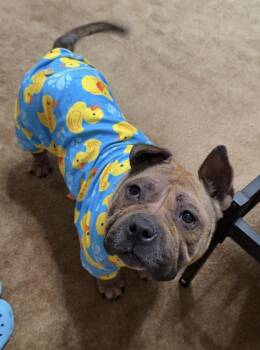 American Bully Dogs Available for Adoption - Chichi | PetCurious