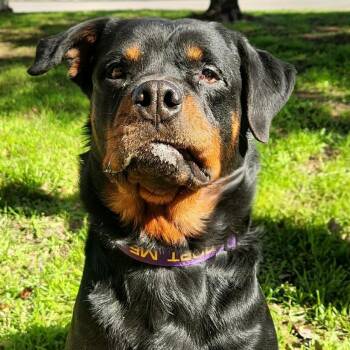 Rottweiler Dogs Available for Adoption - Penelope Rae JuM | PetCurious