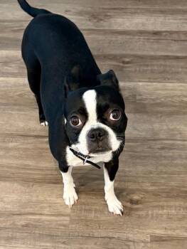 Lana in UT -  Boston Terrier Dog for Adoption - Lana In UT | PetCurious