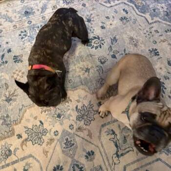 Rescue French Bulldog Dogs for Adoption in Matthews, North Carolina - Oscar & Maya (bonded) | PetCurious