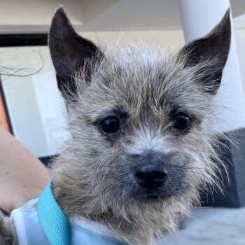 Yorkshire Terrier and Mixed Breed Dogs Available for Adoption in Waggaman, Louisiana - Preston | PetCurious