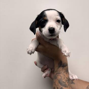 Mixed Breed Dogs Available for Adoption in Las Vegas, Nevada - Eleven  | PetCurious