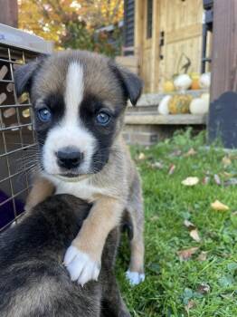 Rescue Boxer and Husky Dogs for Adoption in Highland-on-the-lake, New York - Koda | PetCurious