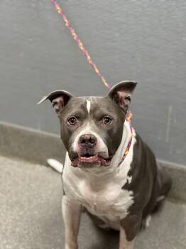 Rescue Pit Bull Terrier Dogs for Adoption in Las Vegas, Nevada - BLUE | PetCurious