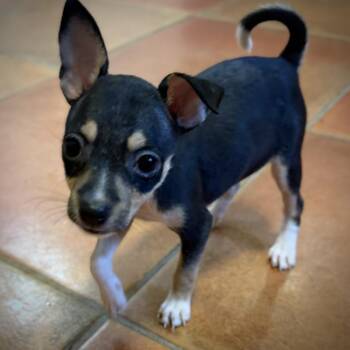Chevy -  Rat Terrier Dog for Adoption in Alafaya, Florida - Chevy | PetCurious