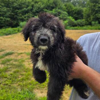 CT Shaggy -  Terrier and Mixed Breed Dog for Adoption in Stormville, New York - CT Shaggy | PetCurious