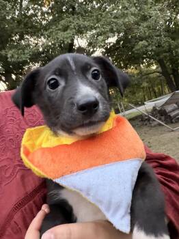 Saltine -  Terrier Dog for Adoption in Fennville, Michigan - Saltine | PetCurious