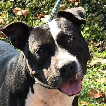 Staffordshire Bull Terrier Dogs Available for Adoption in Milledgeville, Georgia - Mia | PetCurious