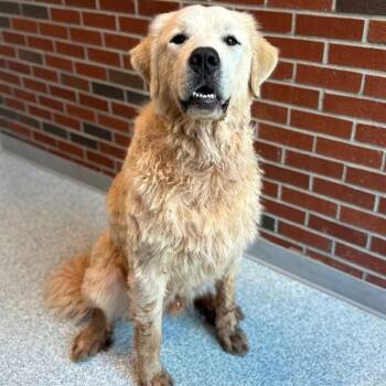 MACKEREL -  Great Pyrenees Dog for Adoption in Edmond, Oklahoma - MACKEREL | PetCurious