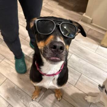 Laverne -  German Shepherd Dog and Labrador Retriever Dog for Adoption in San Antonio, Texas - Laverne | PetCurious