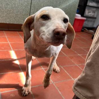 Beagle Dogs Available for Adoption - Foster DAISY! | PetCurious