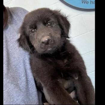 Rescue Golden Retriever and Australian Shepherd Dogs for Adoption in Baton Rouge, Louisiana - Nia | PetCurious