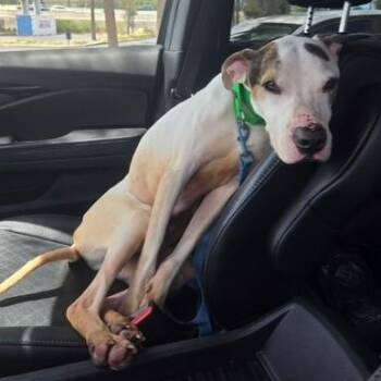 Mixed Breed Dogs Available for Adoption in Clearwater, Florida - Conan | PetCurious