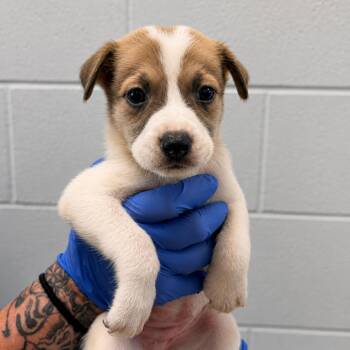 Mercury -  Labrador Retriever and Mixed Breed Dog for Adoption in Marshall, Texas - Mercury | PetCurious