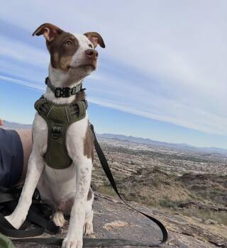 Oliver -  English Pointer and Jack Russell Terrier Dog for Adoption in Gilbert, Arizona - Oliver | PetCurious