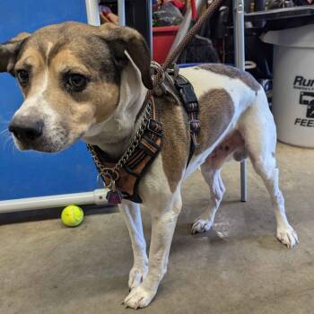 Beagle and Terrier Dogs Available for Adoption - Bruce T Moose | PetCurious