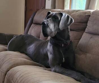 Rescue Great Dane Dogs for Adoption in Parma Heights, Ohio - Cheyenne | PetCurious