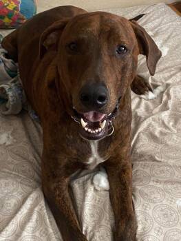 Doberman Pinscher and American Staffordshire Terrier Dogs Available for Adoption - Courage  | PetCurious