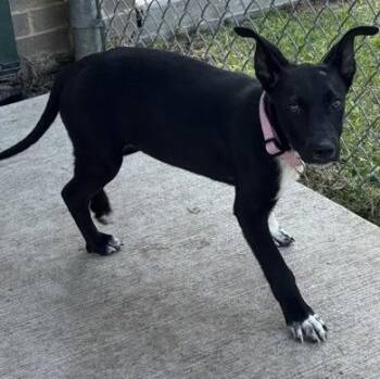 American Staffordshire Terrier and Black Labrador Retriever Dogs Available for Adoption in The Colony, Texas - Kona | PetCurious