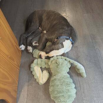 Derpy -  Pit Bull Terrier Dog for Adoption in Overland Park, Kansas - Derpy | PetCurious