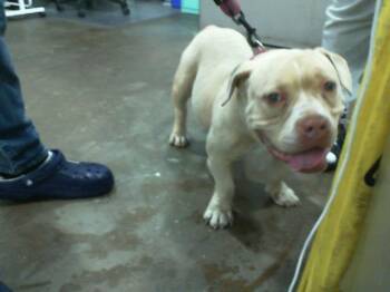 Mixed Breed Dogs Available for Adoption - MOMA | PetCurious