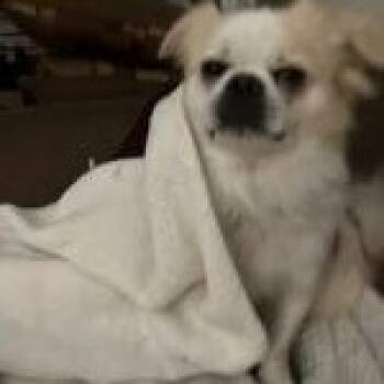 Rescue Tibetan Spaniel Dogs for Adoption in Bradenton, Florida - Alfie | PetCurious