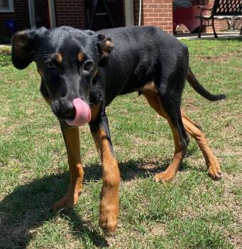 Rescue Shepherd and Labrador Retriever Dogs for Adoption in Little Rock, Arkansas - Sid | PetCurious