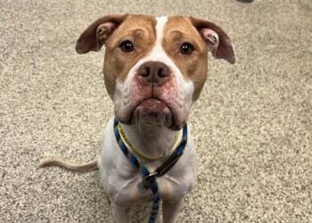 Pit Bull Terrier and Mixed Breed Dogs Available for Adoption - MADAME UNDERBITE | PetCurious