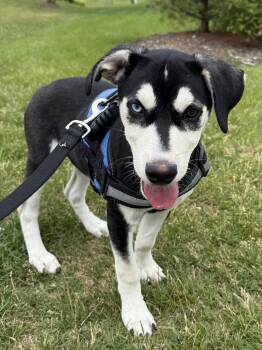 Storm -  Husky and Labrador Retriever Dog for Adoption in Crystal Lake, Illinois - Storm | PetCurious