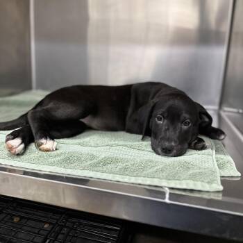 Mollys Suds -  Mixed Breed Dog for Adoption in Spokane, Washington - Mollys Suds | PetCurious