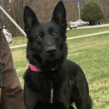 Rescue German Shepherd Dog Dogs for Adoption in Pittsford, Vermont - Sasha | PetCurious