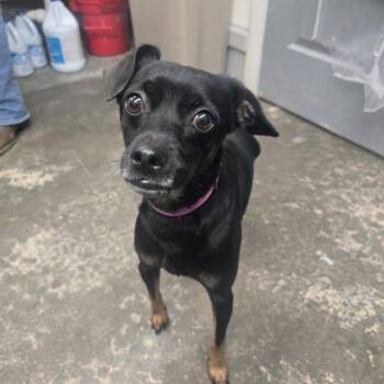 Gump -  Chihuahua Dog for Adoption in Saint Marys, Pennsylvania - Gump | PetCurious