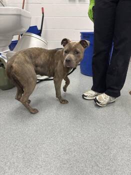 Pit Bull Terrier and Mixed Breed Dogs Available for Adoption in Indianapolis, Indiana - PRETZEL | PetCurious