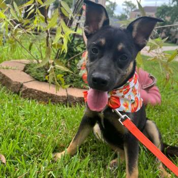 Poppy -  Black Mouth Cur and Shepherd Dog for Adoption - Poppy | PetCurious
