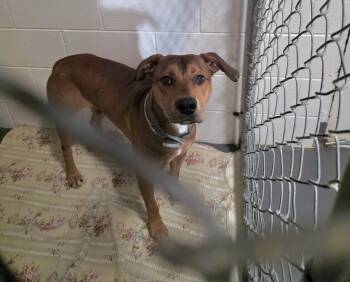 Rescue Pit Bull Terrier Dogs for Adoption in Lincoln, Michigan - Barkley | PetCurious