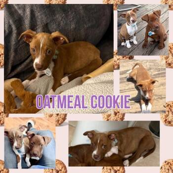 Oatmeal Cookie -  Mixed Breed Dog Available for Adoption - Oatmeal Cookie | PetCurious