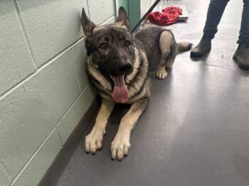 ANDREWSKI -  German Shepherd Dog and Mixed Breed Dog for Adoption in Antioch, California - ANDREWSKI | PetCurious