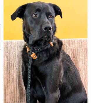 Charlie -  Mixed Breed Dog for Adoption in Kitchener, Ontario - Charlie | PetCurious