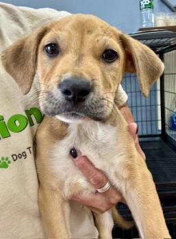 Labrador Retriever Dogs Available for Adoption in Jefferson, New Jersey - Henry | PetCurious