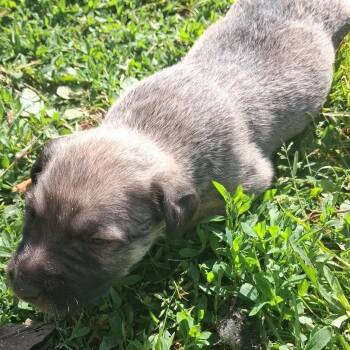 Shepherd Dogs Available for Adoption in Branson, Missouri - Rose | PetCurious