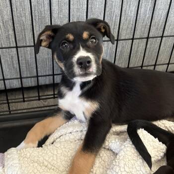 Pheobe -  Pit Bull Terrier Dog for Adoption in Charlotte, North Carolina - Pheobe | PetCurious