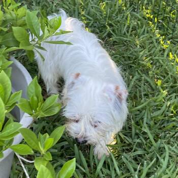 Barney -  Maltese Dog for Adoption in Liverpool, Texas - Barney | PetCurious