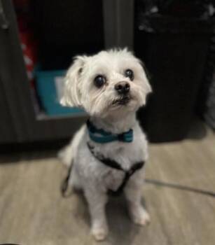 Lucky -  Mixed Breed Dog for Adoption in Montreal, Quebec - Lucky | PetCurious